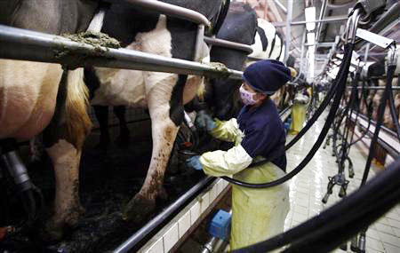NZ's Fonterra milk powder 'not culled' in China