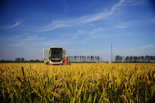 China forecasts minute rise in global crop output