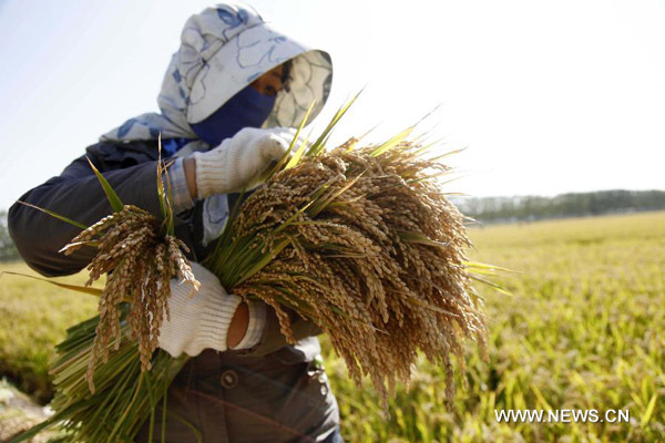 China to maintain high grain output in 2014-2023