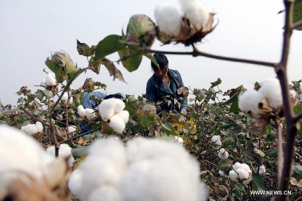 Imports of cotton dip as textiles struggle