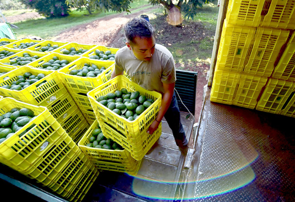 Mexico's avocado exports to China rise