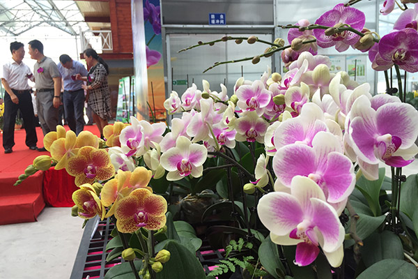 Orchids bloom for export boom
