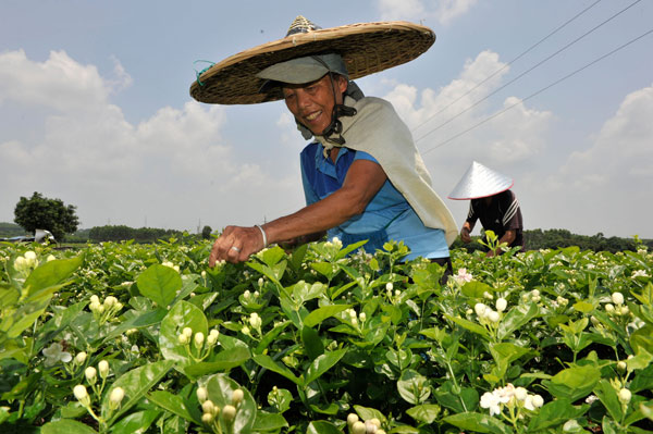 New businesses blossoming in Guangxi, China's 'home of jasmine'