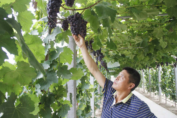 Selenium helps Hubei's Xiantao promote agritourism