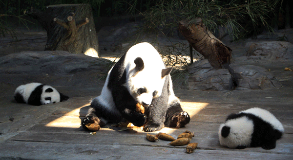 Third panda triplet joins siblings and mother