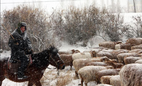 Herdsmen in Altay transfer herds to winter pastures