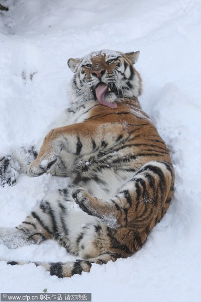 Siberian tigers frolic in snow in E China