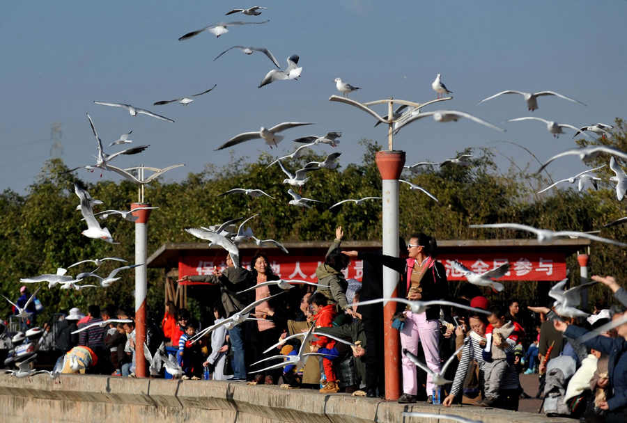 Black-headed gulls come to Kunming for winter