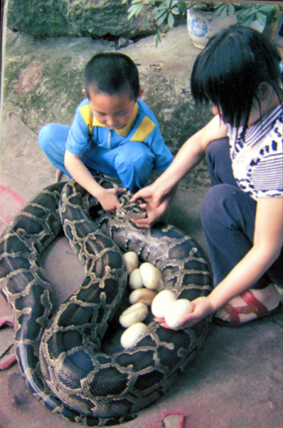 Let your child sleep with 4-meter python?