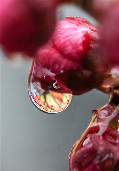 Flower buds bathing in rain
