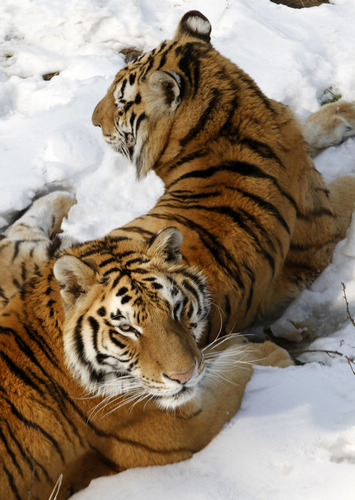 Siberian tigers play in snow in E China