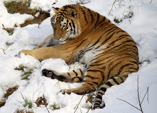 Siberian tigers play in snow in E China