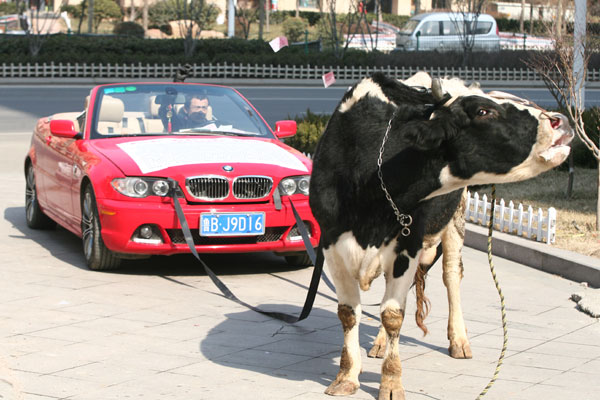 BMW owner protests with cow