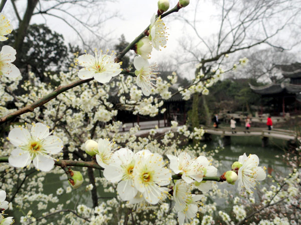 Spring blossom comes to East China
