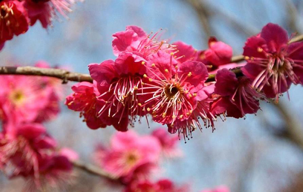 Plum blossoms seen at scenic resort in E China