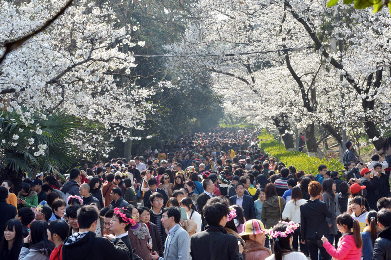 Visitors flock to cherry blossoms