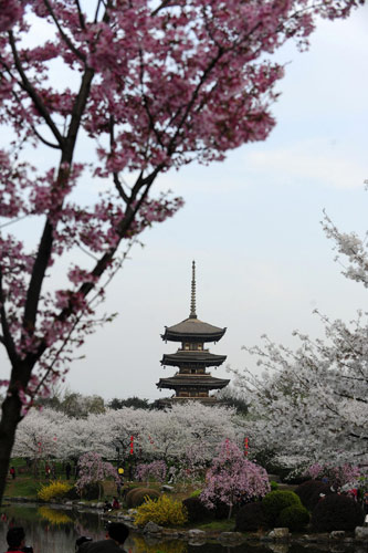 Cherry blossoms still in bloom