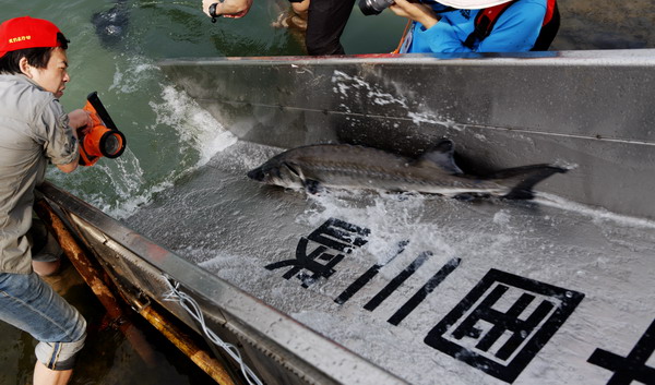 8,000 Chinese sturgeons return home