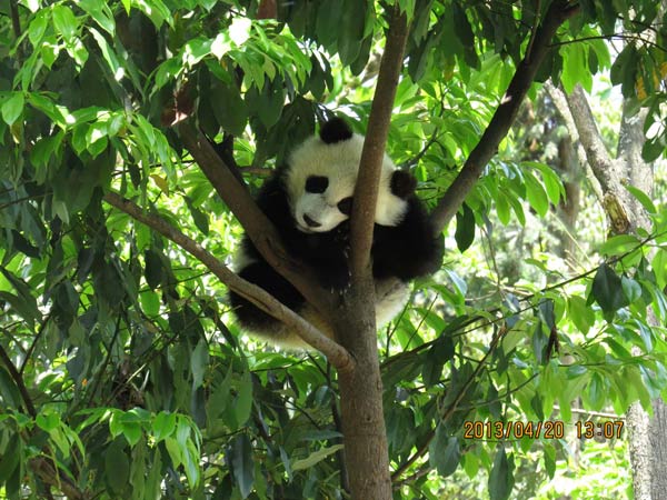 No pandas affected in Sichuan quake