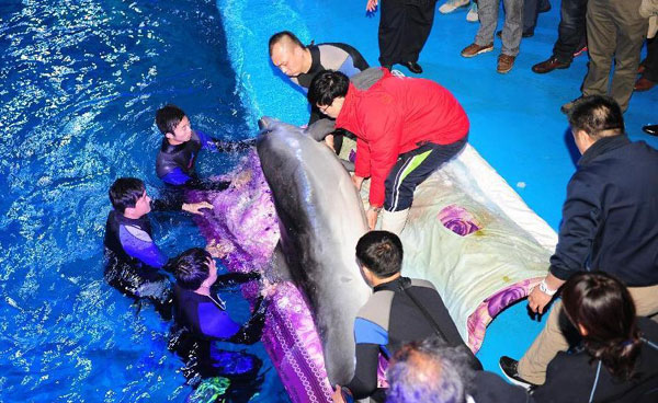 New home for dolphins from Japan