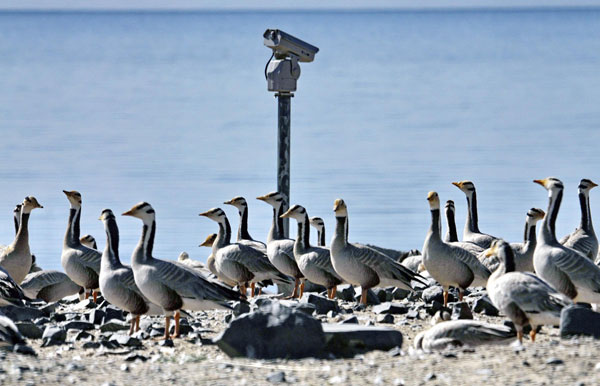 High-tech bird watchers at Qinghai