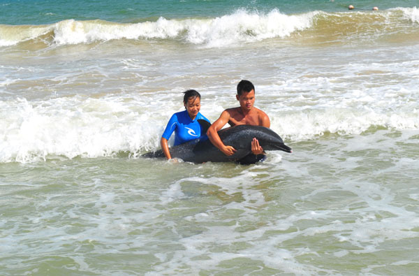Injured dolphin rescued in Hainan