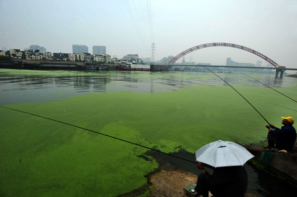 Duckweed covers the Han River