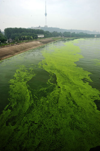 Duckweed covers the Han River