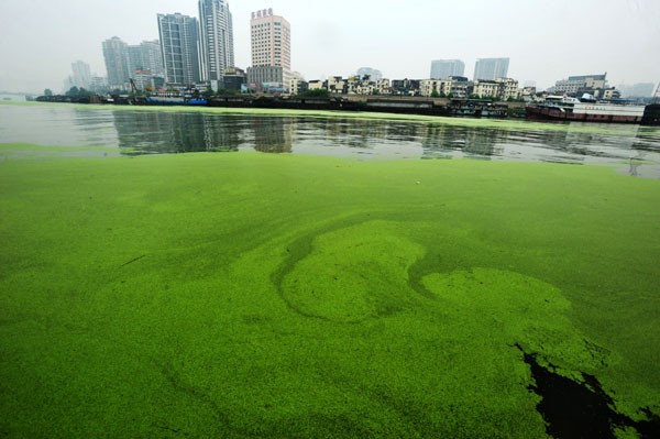 Duckweed covers the Han River