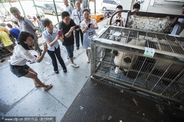 Heat wave hits pandas in C China