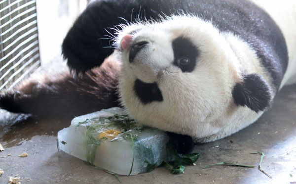 Panda chills out with cool meal