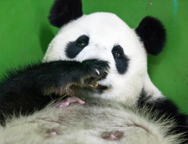 First giant panda cub born in Guangdong