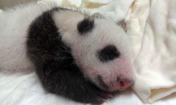 What would you call a baby panda?
