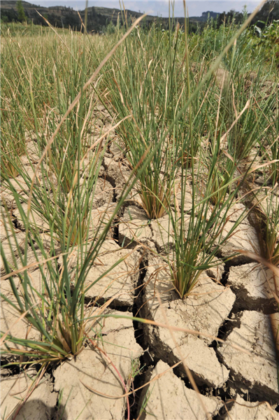 45-day drought scorches vast swathes of crops
