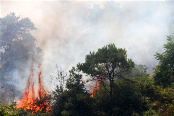Forests fire breaks out due to heat wave