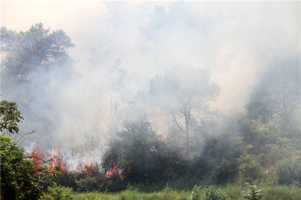 Forests fire breaks out due to heat wave