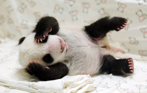 Giant panda cub meets mother at Taipei Zoo