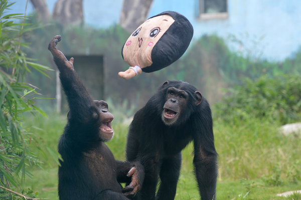 Chimpanzees play with toy at SW China zoo