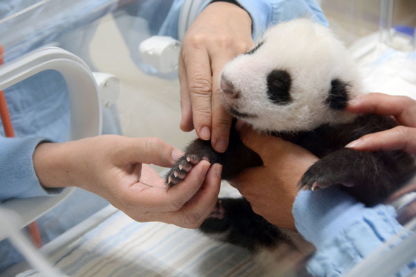 Panda cub undergoes health check