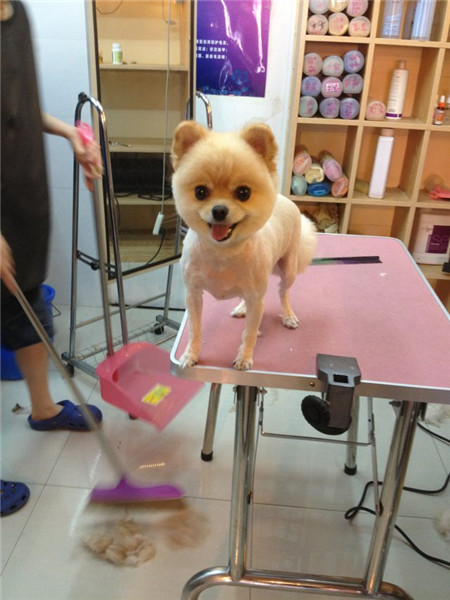 Pets in NE China are well-groomed