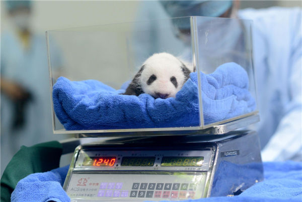 Tiny panda cub's health check