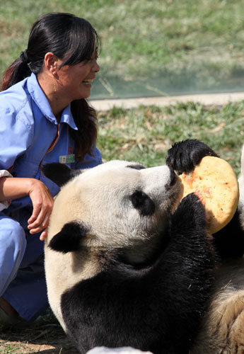 Giant pandas enjoy bamboo mooncakes