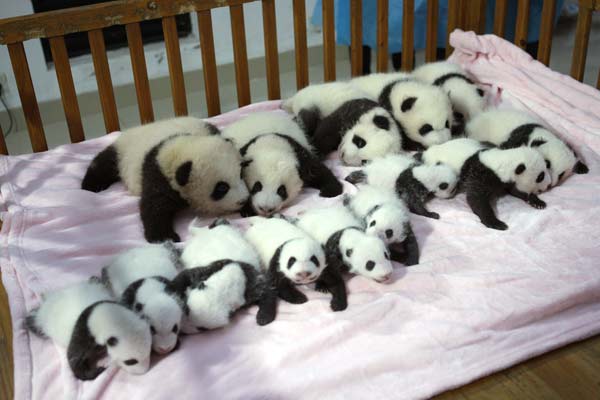 Panda cubs make debut during National holiday