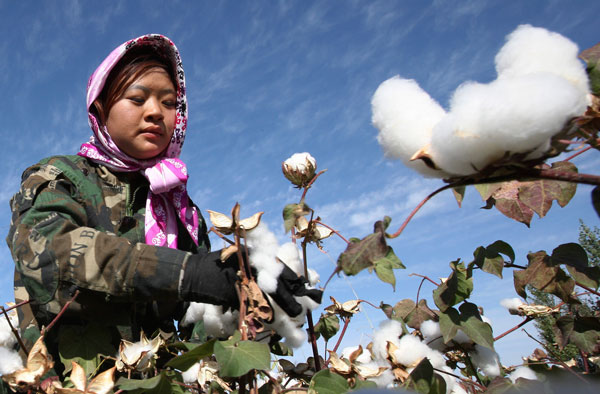 Season for cotton picking in NW China