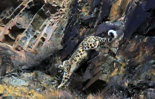 Snow leopard spotted in NW China