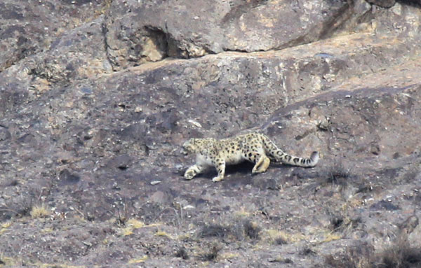 Snow leopard spotted in NW China