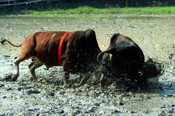 Bullfight for bumper harvest in E China