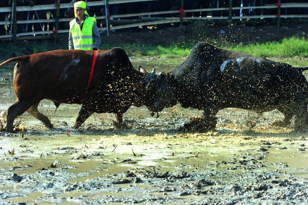 Bullfight for bumper harvest in E China