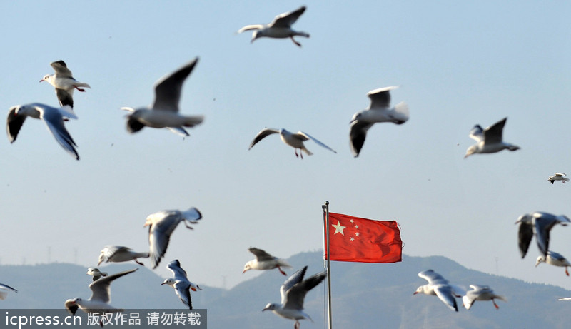 Record number of birds wintering in Kunming