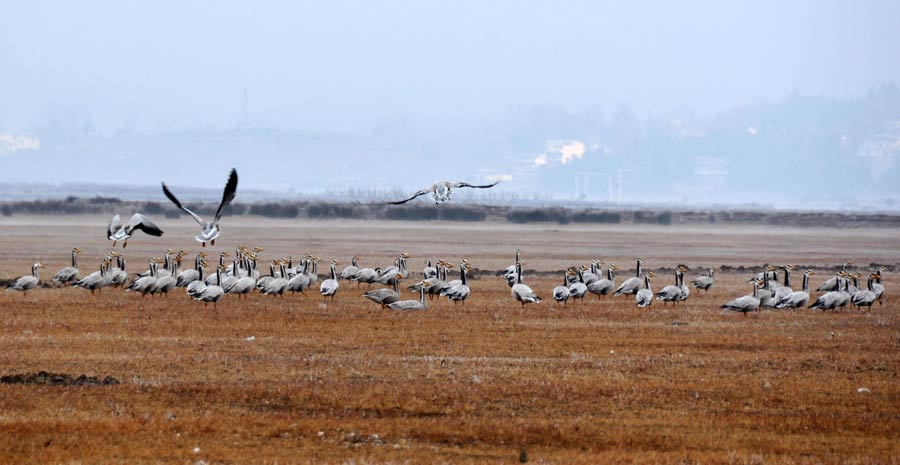 Reserve secures 50 tons of grain for birds